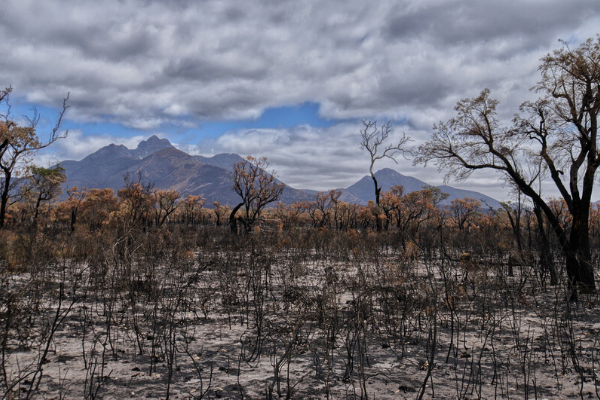 kangaroo pricing in drought