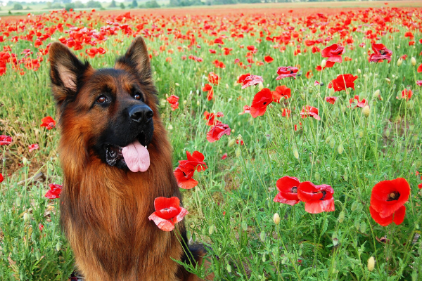 dogs of war