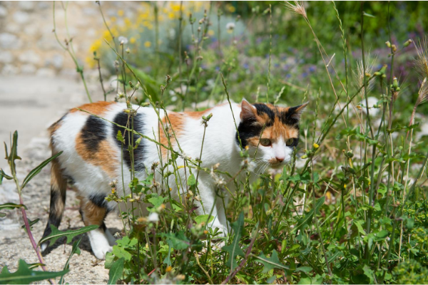 How to Transition Cats to Raw and Why They’ll Thrive! - Instincto